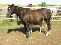 (Lance) FQHR Ms Blue Pine